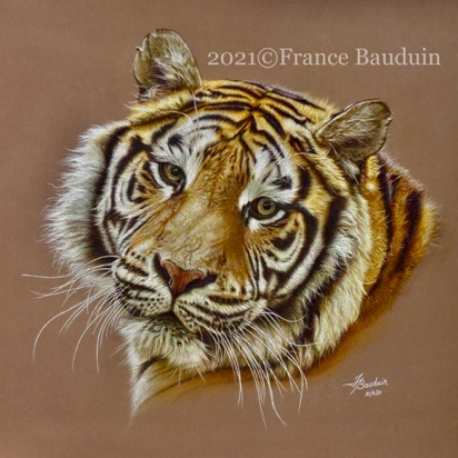 Tiger Portrait - 63 hours
Brown Pastelmat Board
19" x 19"
Ref: Anne Noël